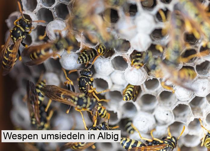 Wespen umsiedeln in Albig